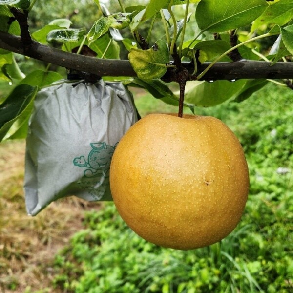 맞이터농원,양양의 밤하늘이 키워낸 달콤한 낙산배