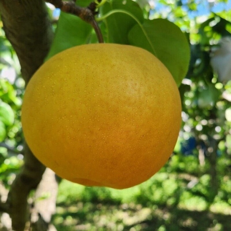 맞이터농원,양양의 밤하늘이 키워낸 달콤한 낙산배